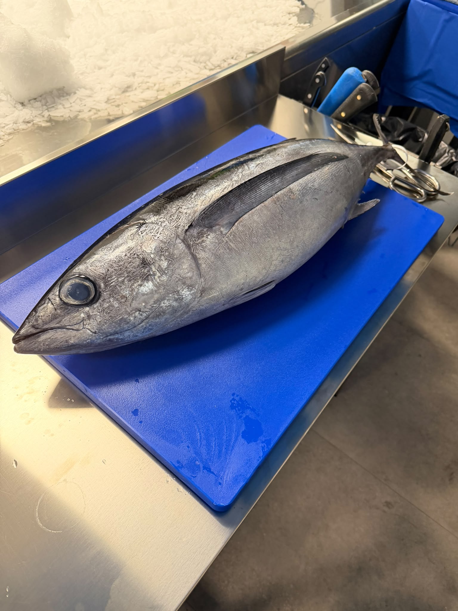 Bonito entero recién descargado, sobre una tabla de corte en la pescadería